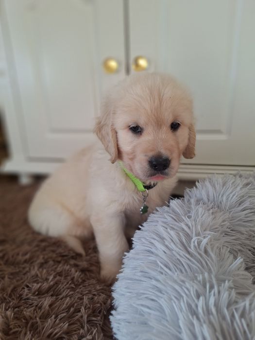 Piesek  golden retriever