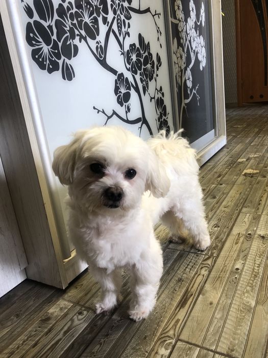 Вязка мальтійська болонка,Мальтезе