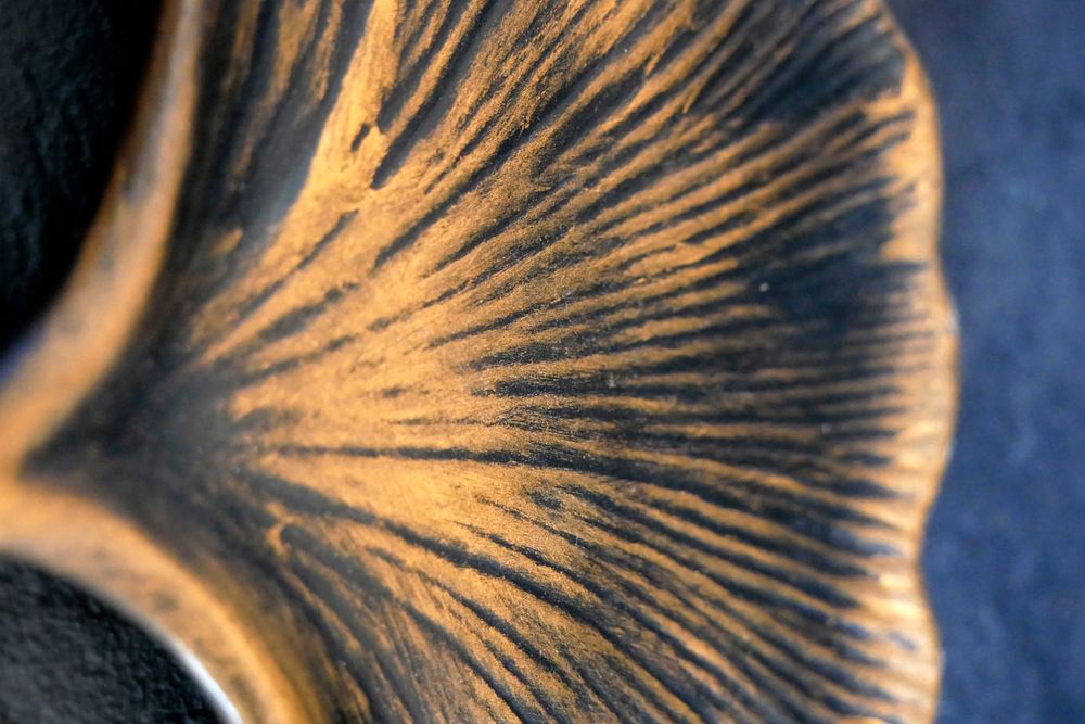 Taca z gipsu, miłorząb japoński 1 złoty