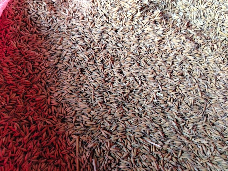 Owies jary- sprzedam