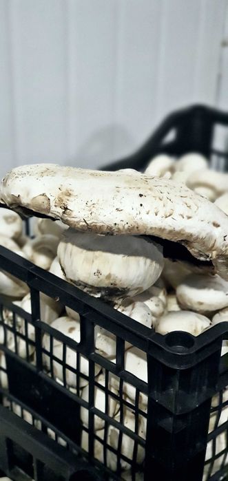 Агропромисловий комплекс по вирощуванню грибів.