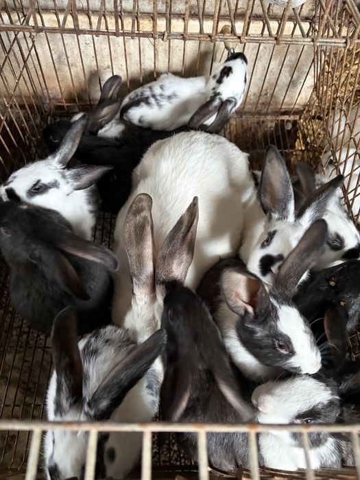 Coelhos caseiros