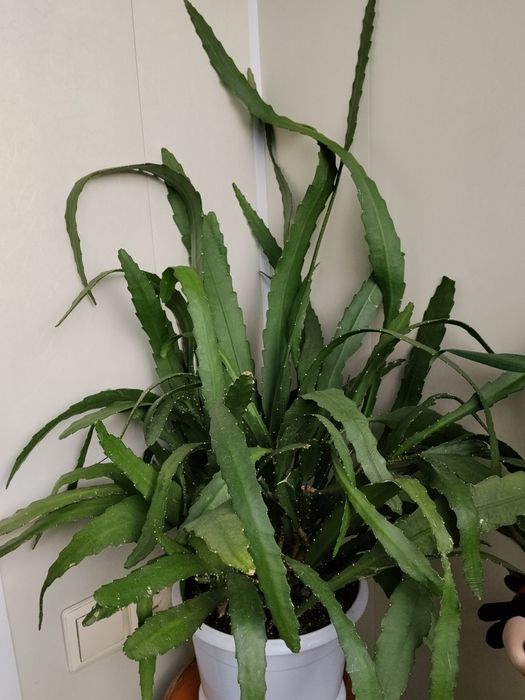 Епіфіллум червоний і рожевий в одному вазоні