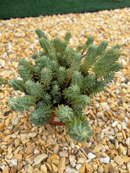 Suculentas  variadas