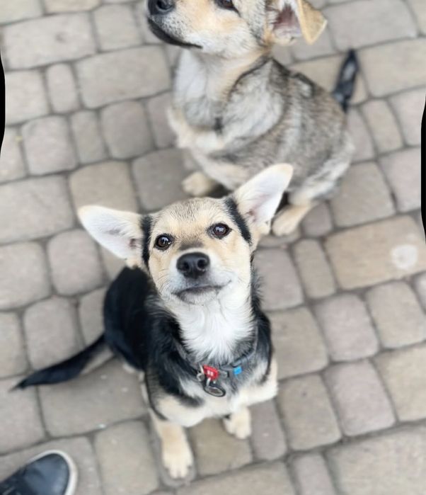 Собаченята 7 місяців стерилізовані! 5 дівчаток