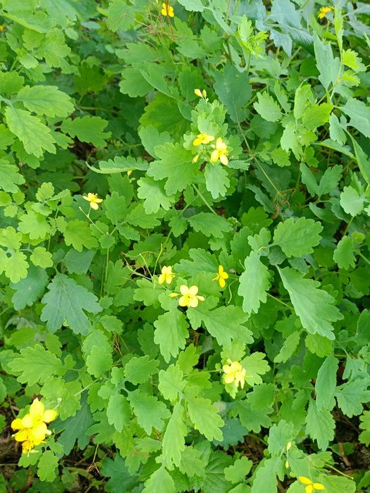 Olej z glistnika jaskółcze ziele