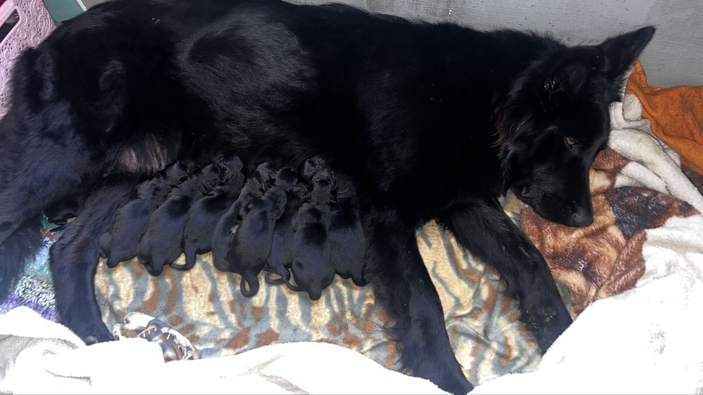 Щенки черной  европейской овчарки