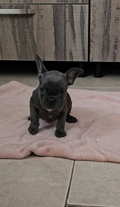 Блакитна дівчинка