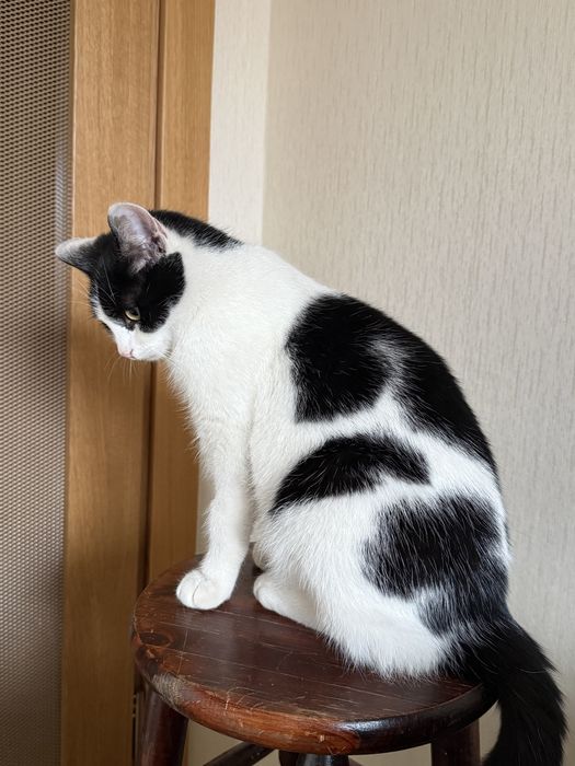 Kocurek Kubuś do adopcji