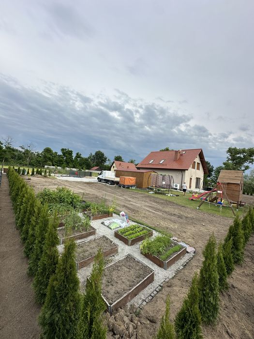 Tuja szmaragd SADZENIE plantacja producent TRANSPORT