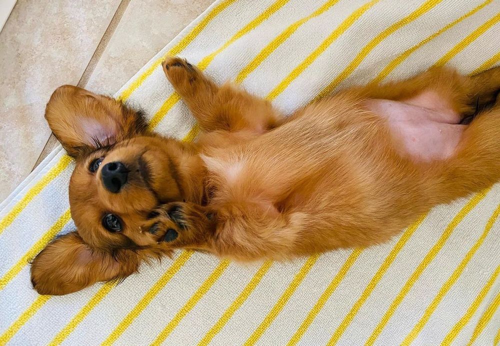 Кроляча довгошерстна красуня