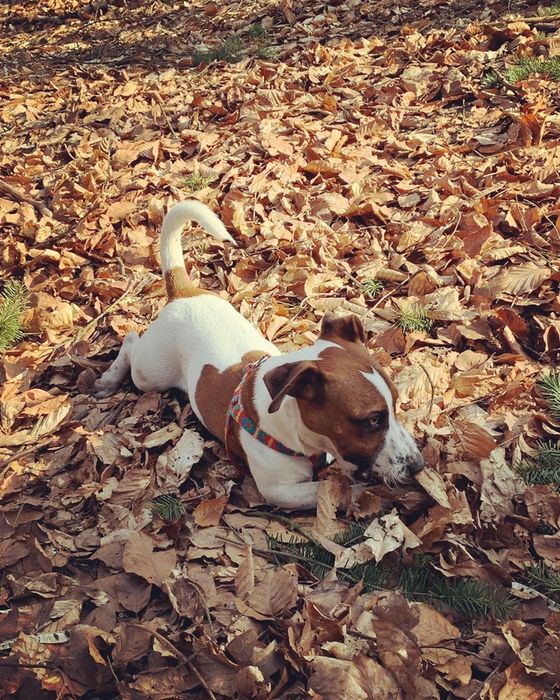 Джек Рассел В’язка