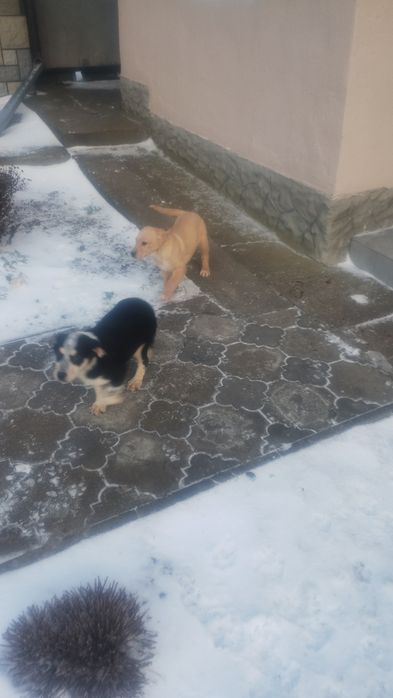 Песики .Віддамо в добрі руки