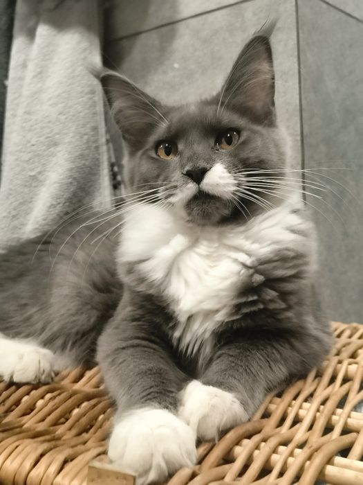 Kocurek Maine coon -Rodowod  FPL