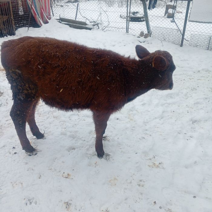 Продам тёлочку 5 месяцев