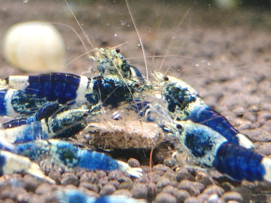 Krewetki Caridina Ocean Blue