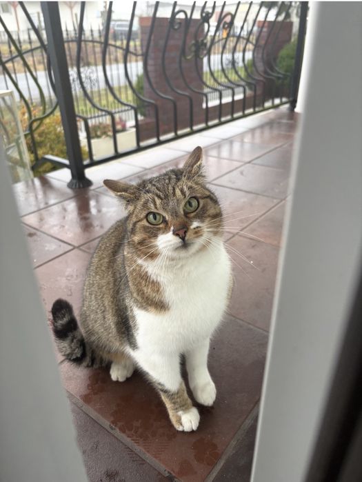 Oddan kota w dobre rece