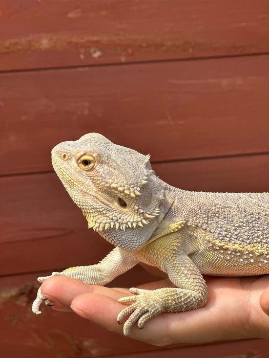 Agama brodata z terrarium 100x50x50