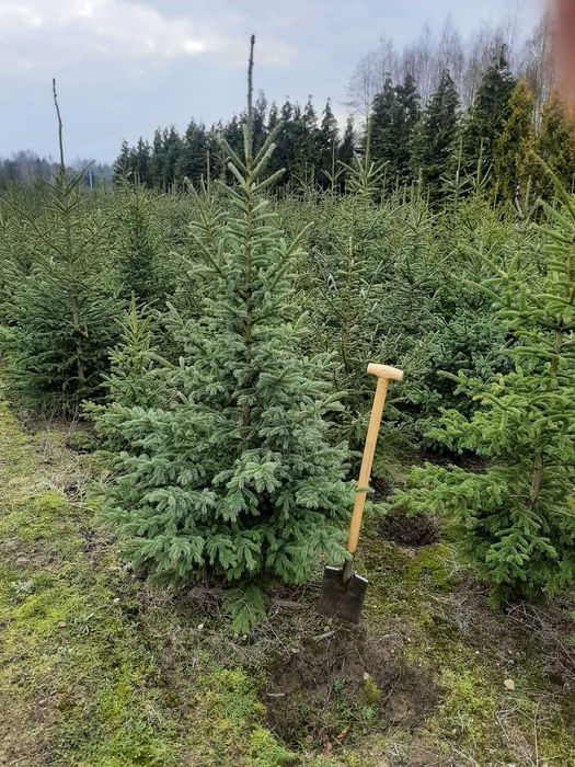 świerk Biały odm. Densata 200 cm