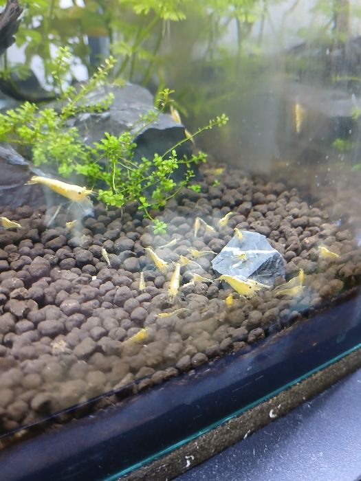Krewetki Neocaridina neon yellow