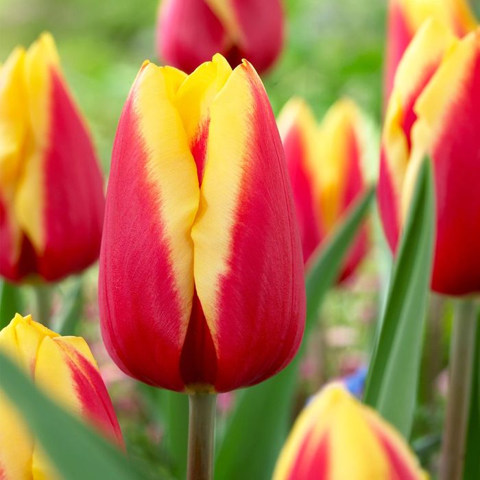 Tulipany cebulki z Holandii