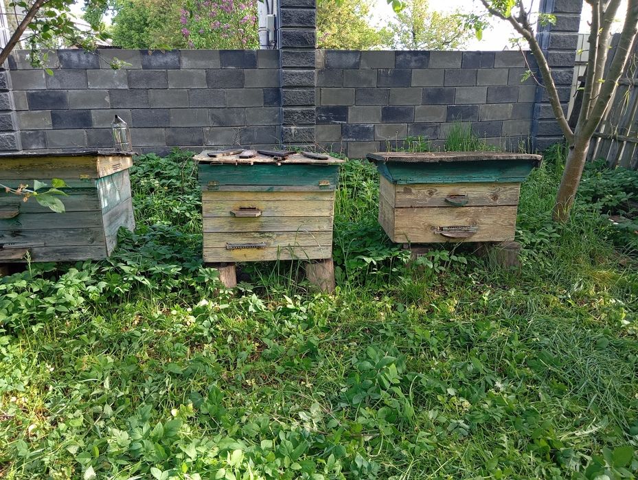 Продам вулики дадан