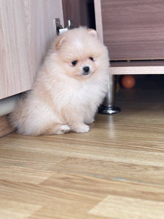 Шикарна дівчинка міні