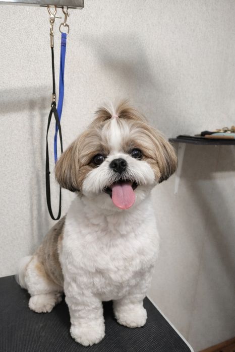 Грумінг стрижка тварин догляд за тваринами. Район автовокзалу.