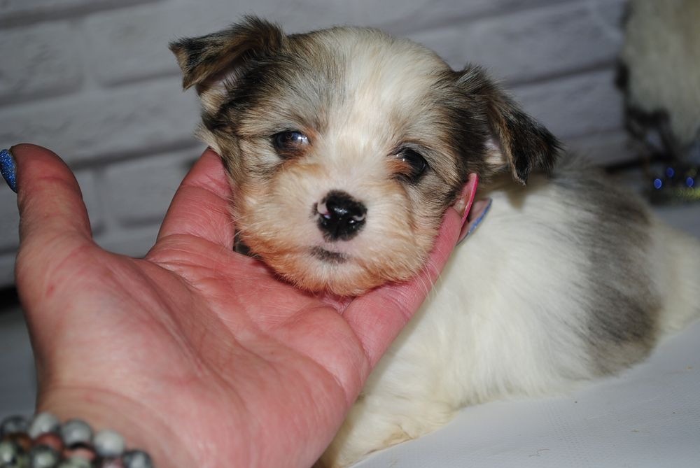 Блубері хлопці з голубим оком