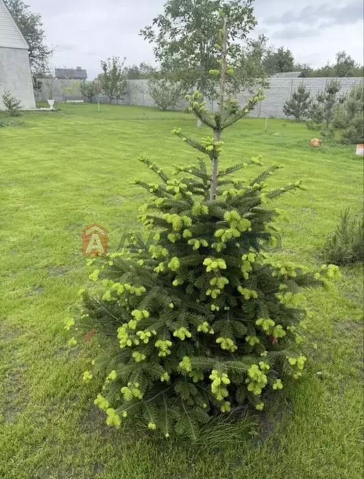 Продам дім 90кв.м Березанівка