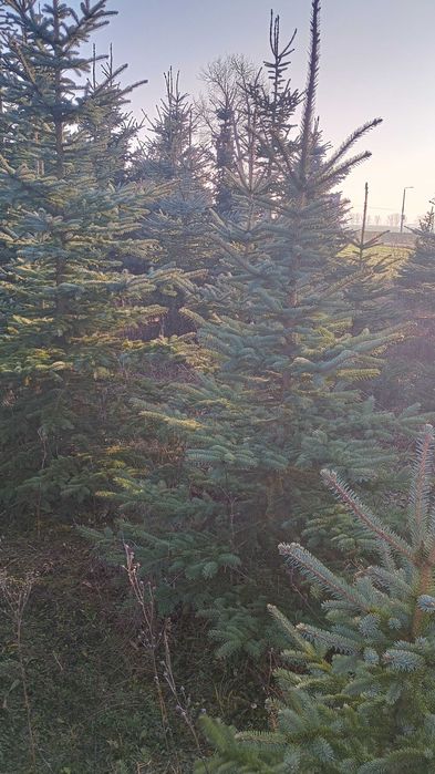 DUŻE Choinki na Święta BN 2025 -Poznań i okolice. DARMOWA DOSTAWA