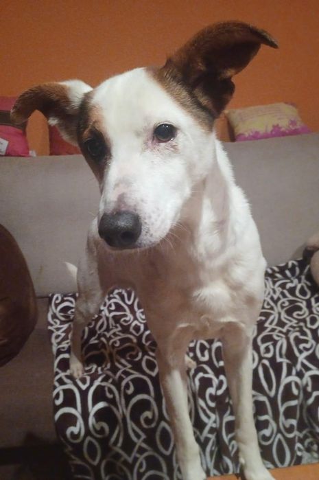 Caozinho porte pequeno para adopção