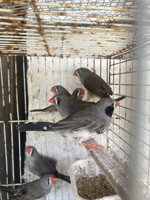 Mandarins para venda