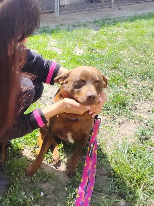 Czekoladowy Eguś do adopcji