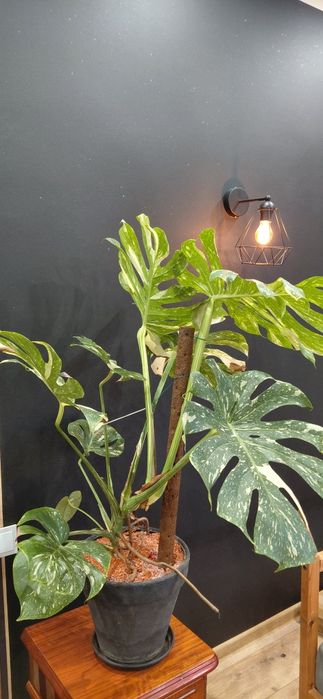 Piękna duża Monstera thai constellation