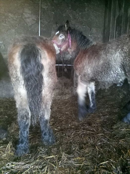 Sprzedam źrebaki zimnokrwiste