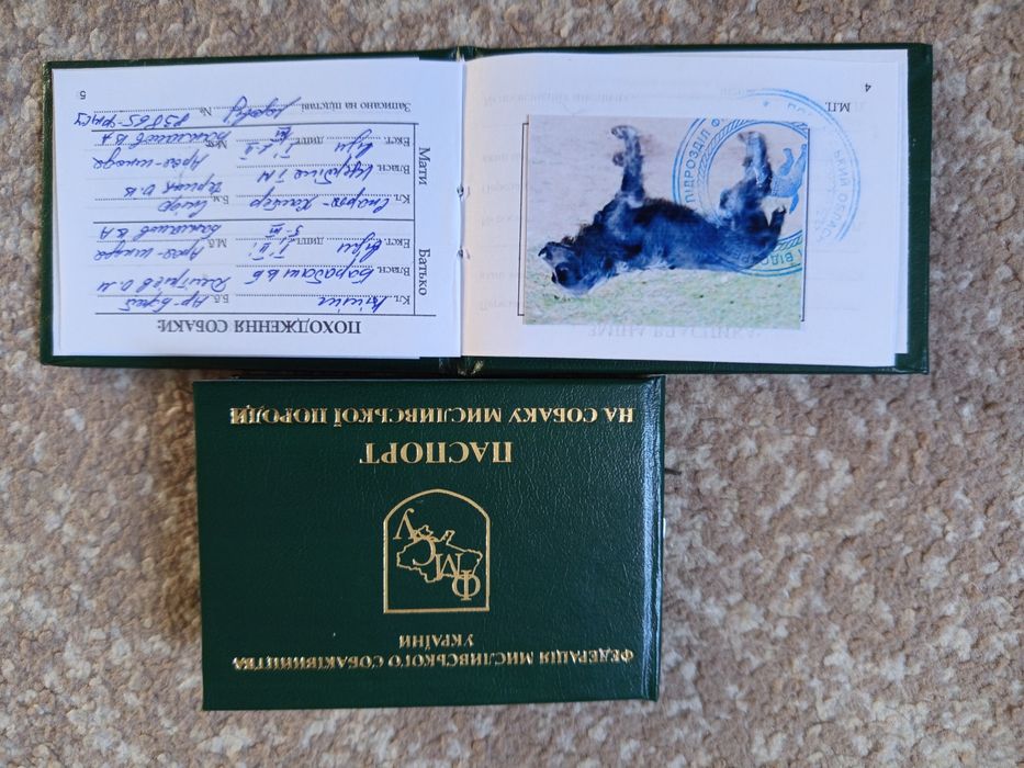 Продам суперових спаніелів