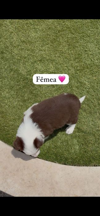 Border collie.. fêmea