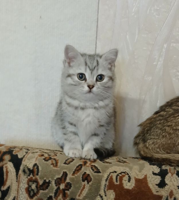 Породистые  дети