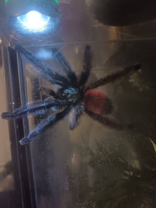 Caribena Versicolor