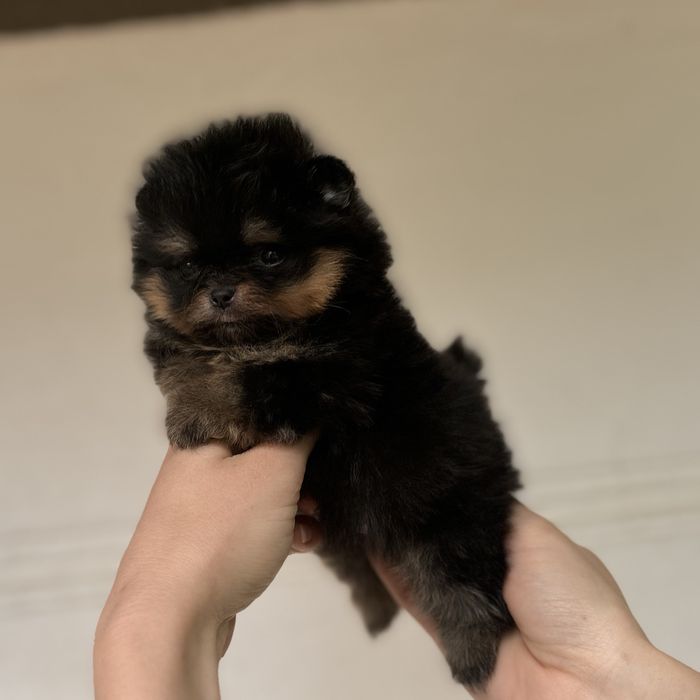 Міні дівчинка тип ведмедика