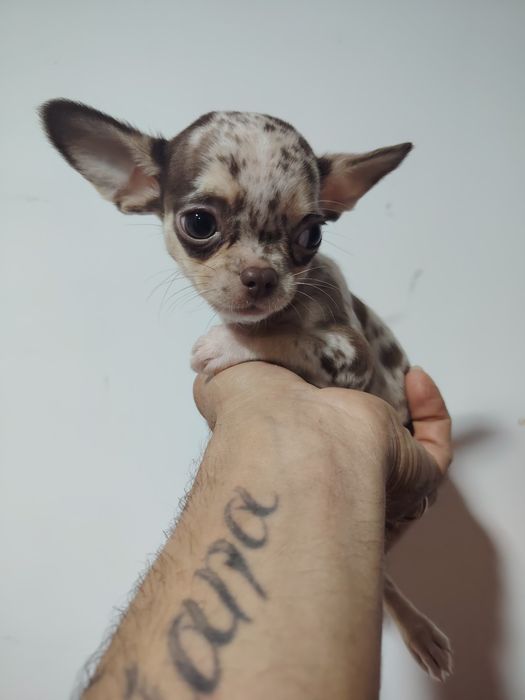 Chihuahua macho  choco Merle