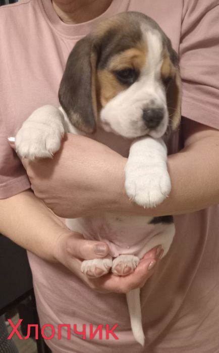 Цуценята бігля, шукають родину