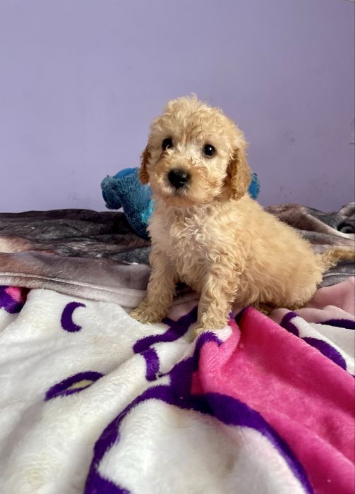 Pudel miniaturowy samiec