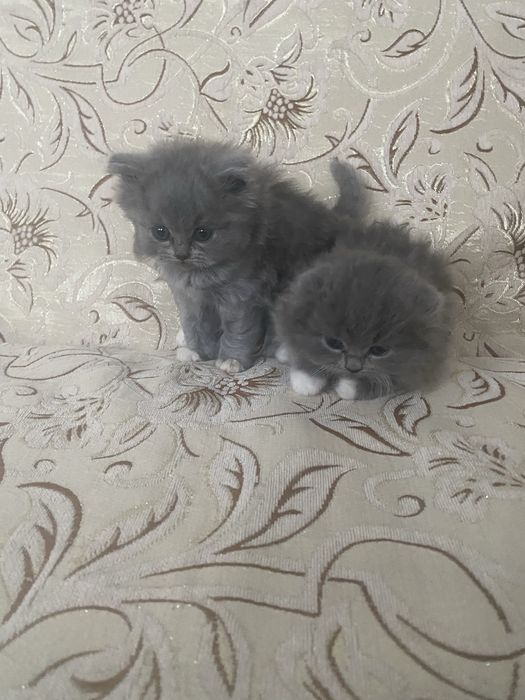 Шотландські кошенята