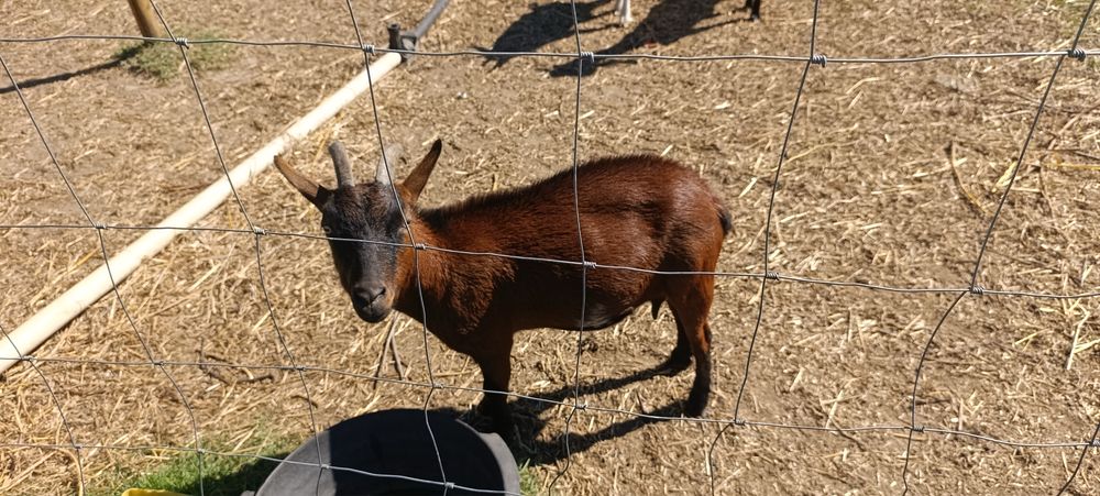 Cabras anas prenhas e chibo