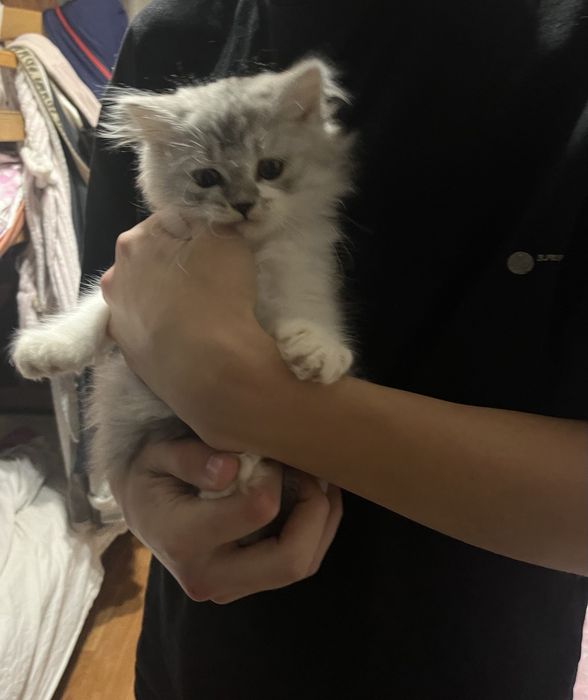 Скоттиш фолд, вислоухие котята, скоттиш страйт,шотландцы, вислоухие