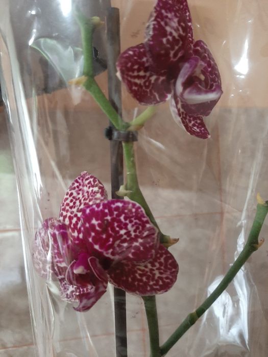 Орхідеї  Гарні орхідеї