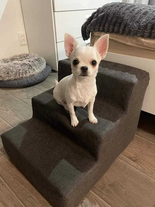 Сходинки для собак / котів