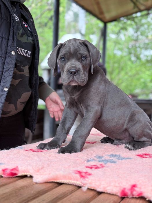 Прекрасные щенки кане корсо